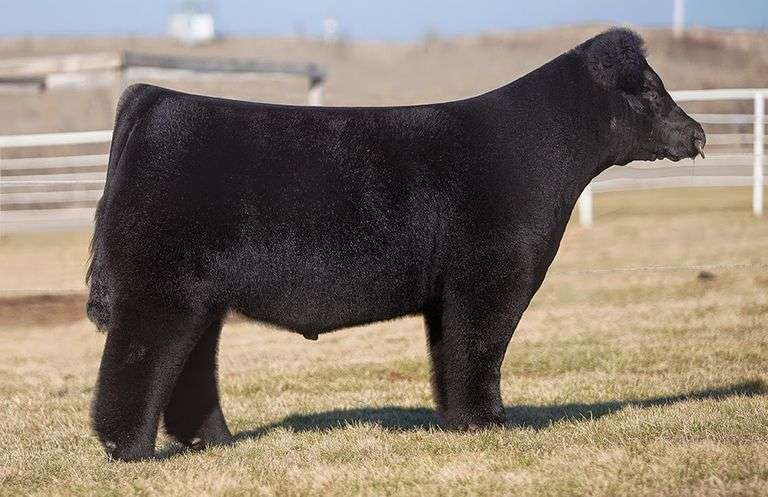 DONOR 7 X HERE I AM EMBRYOS