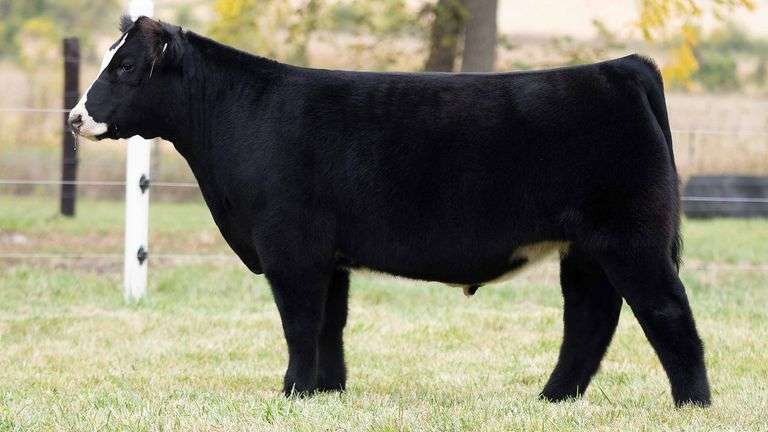TAG 57 STEER