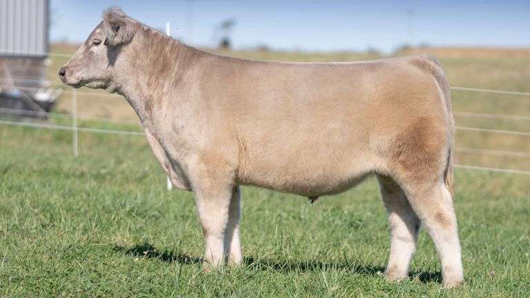 TAG 9 STEER