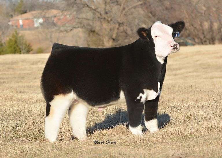 QUEEN X FRONT & CENTER EMBRYOS