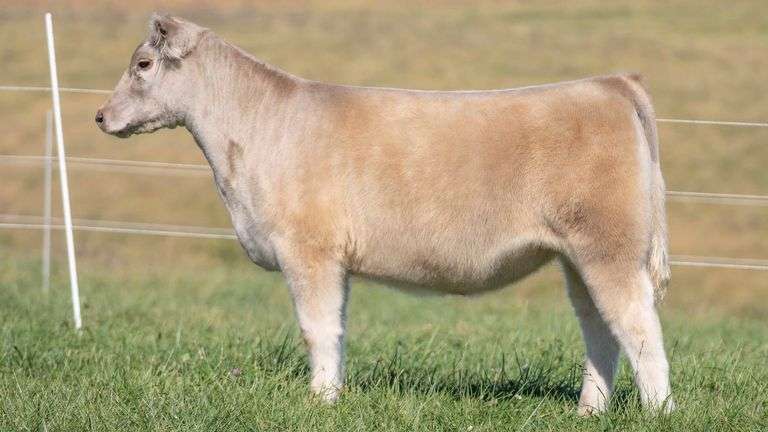TAG 40 HEIFER