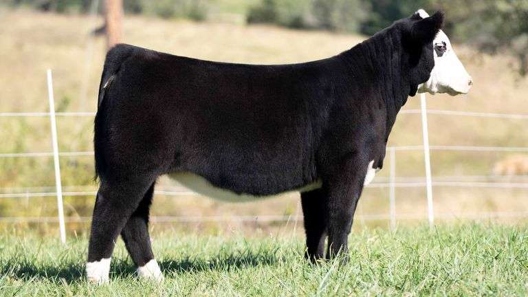 TAG 42 HEIFER