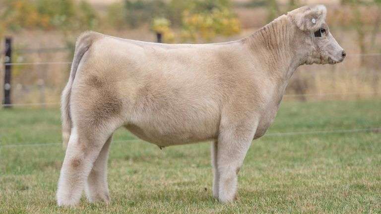 TAG 51 STEER