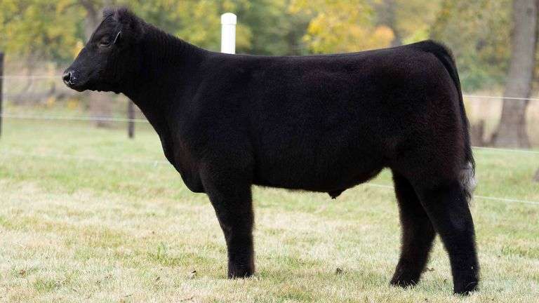 TAG 58 STEER