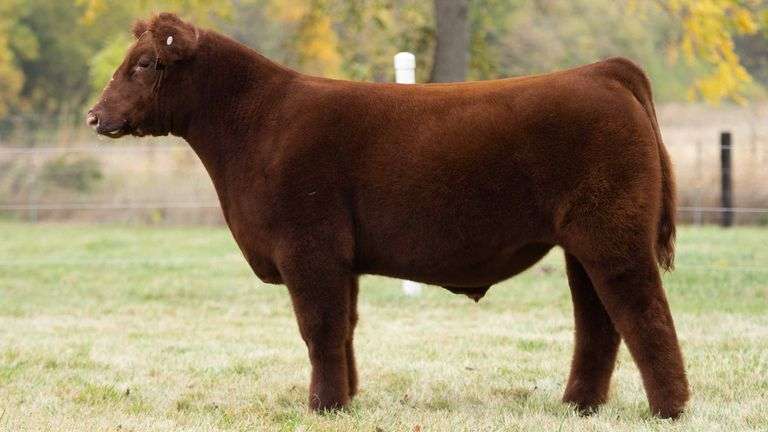TAG 56 STEER
