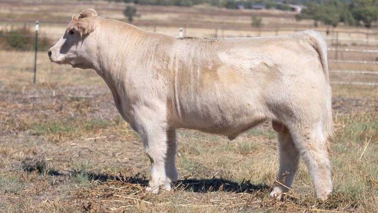 TAG 7 BULL
