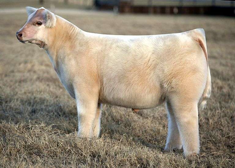 QUEEN X THAT'S RIGHT EMBRYOS