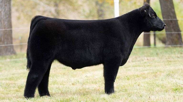 TAG 49 STEER