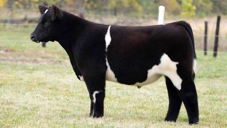 TAG 52 STEER