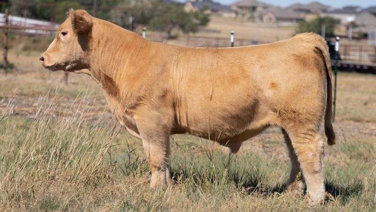 TAG 6 BULL