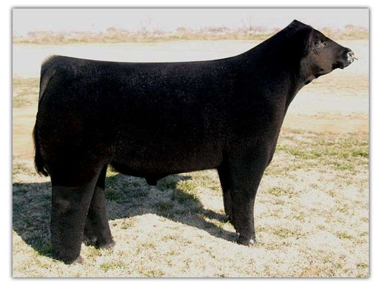 3 UNITS OF ORIGINAL MONOPOLY SEMEN