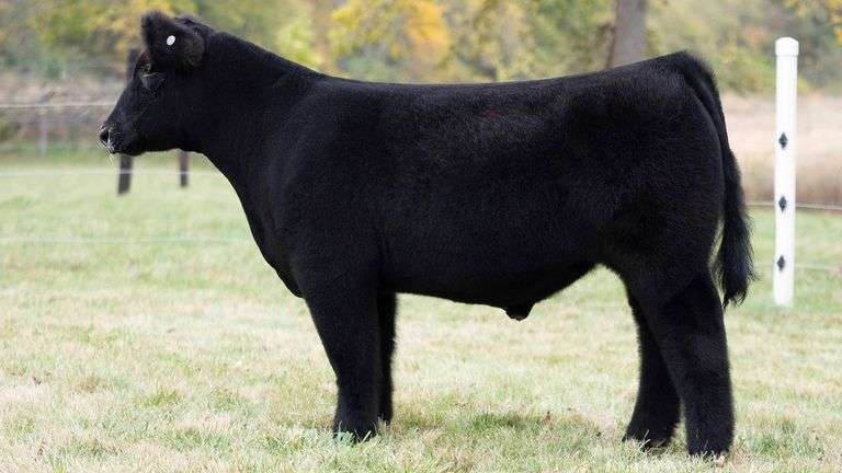TAG 47 STEER