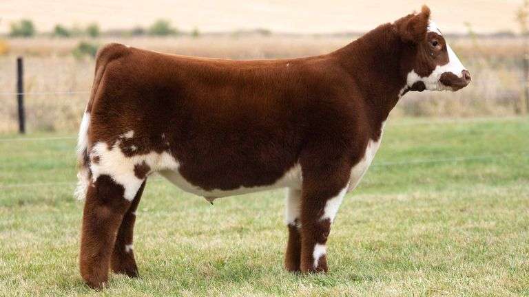 TAG 54 STEER