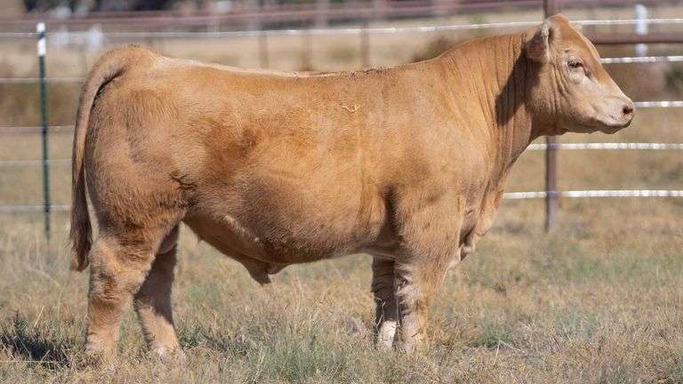 TAG 4 BULL