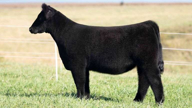 TAG 44 HEIFER