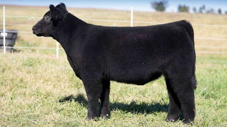 TAG 45 HEIFER