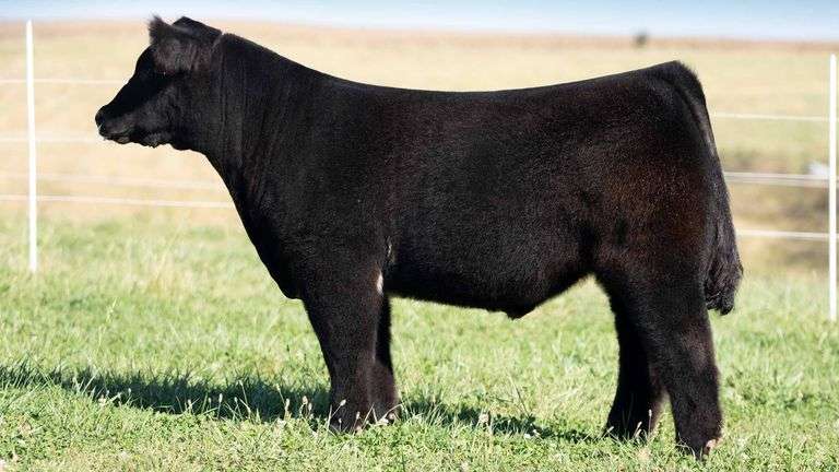 TAG 2 STEER
