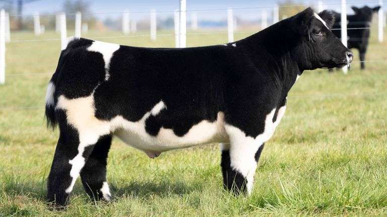 TAG 192 STEER