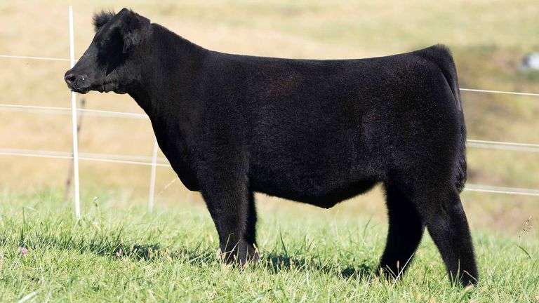 TAG 8 STEER
