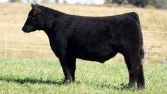 TAG 7 STEER