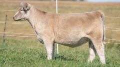 TAG 43 HEIFER