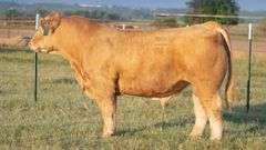 DONOR 7 X IN QUEEN WE TRUST EMBRYOS