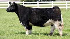DONOR 7 X HERE I AM EMBRYOS
