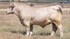 TAG 5 BULL