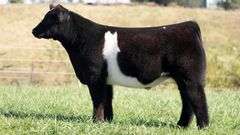TAG 5 STEER