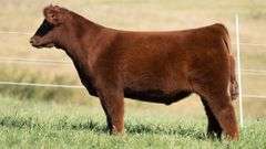 TAG 4 STEER