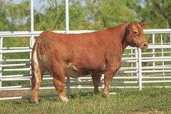 QUEEN X FRONT & CENTER EMBRYOS