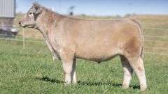 TAG 9 STEER