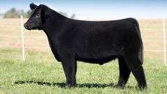 TAG 6 STEER