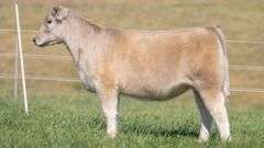TAG 40 HEIFER