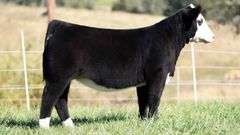 TAG 42 HEIFER