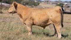 TAG 6 BULL