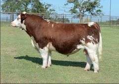 JB949 X MAN UP EMBRYOS