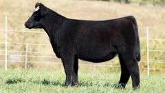 TAG 41 HEIFER