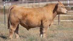 TAG 4 BULL