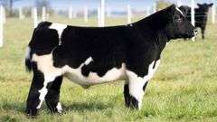 TAG 192 STEER