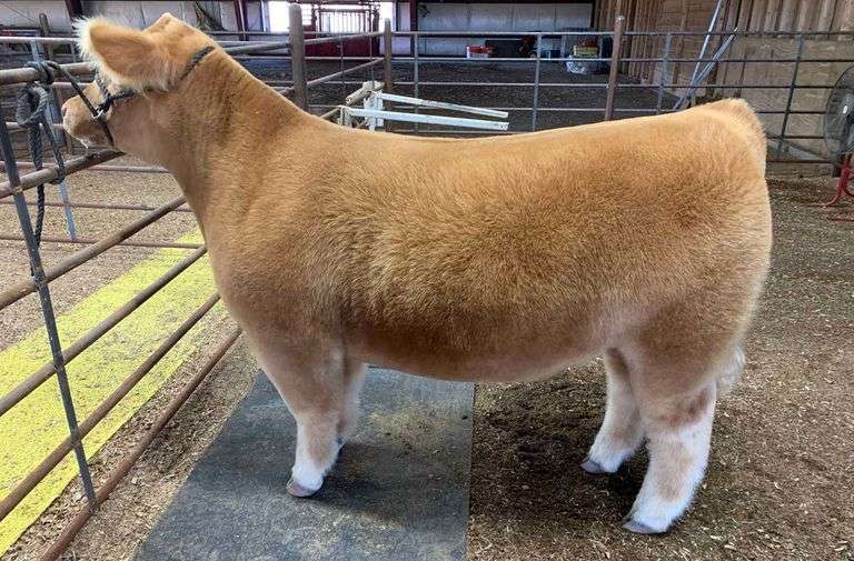 TAG 184 STEER