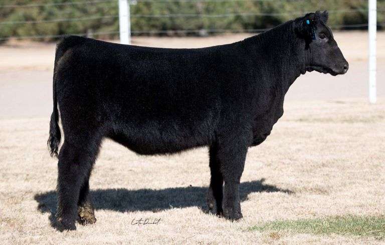 TAG 17 HEIFER