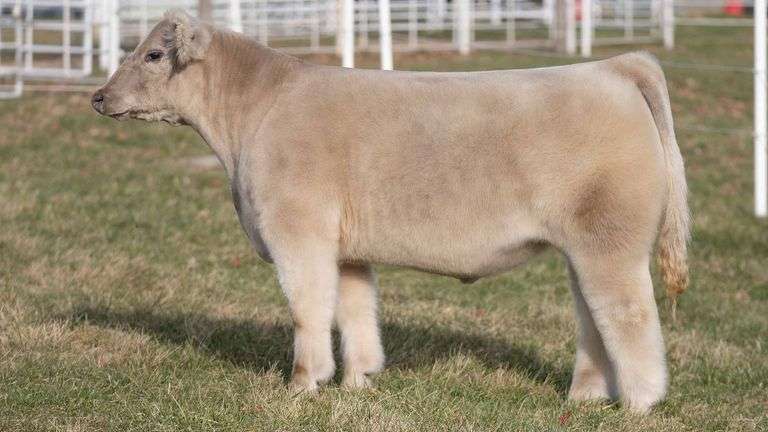 TAG 174 STEER