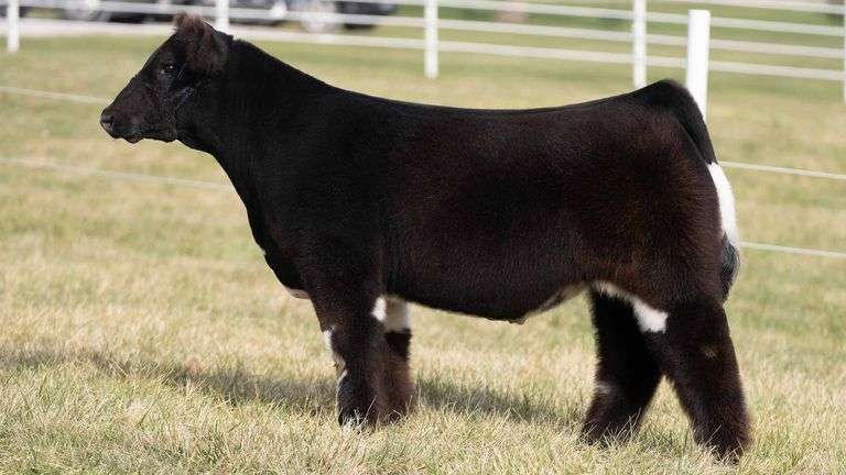 TAG 170 STEER