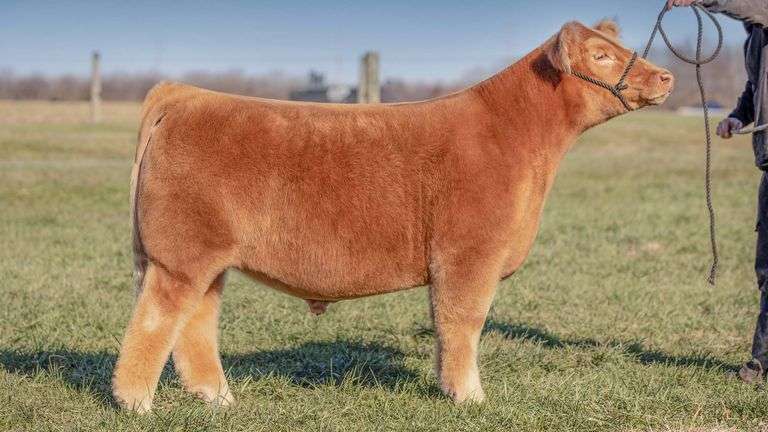 TAG 184 STEER