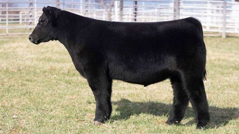TAG 267 STEER
