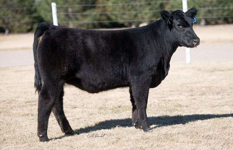 TAG 19 HEIFER