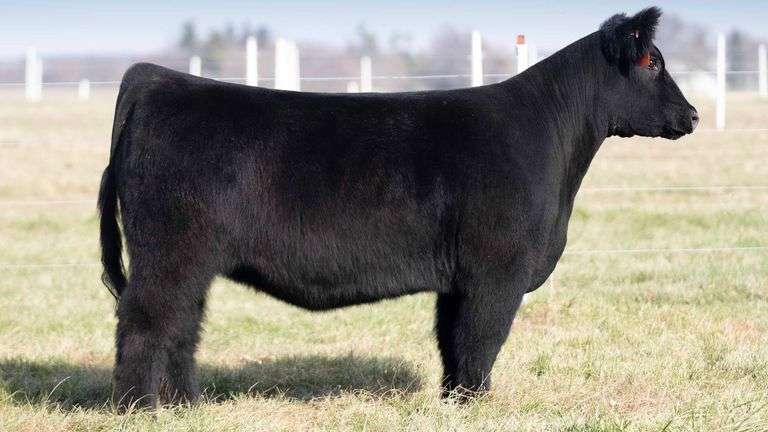 TAG 2090 BRED HEIFER