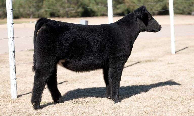 TAG 30 HEIFER
