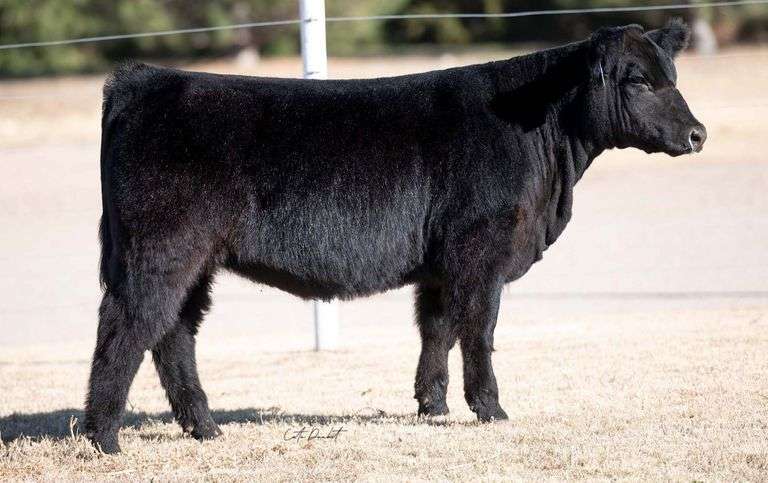 TAG 29 HEIFER